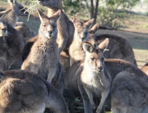 Kangaroos at the Bonorong Wildlife Park